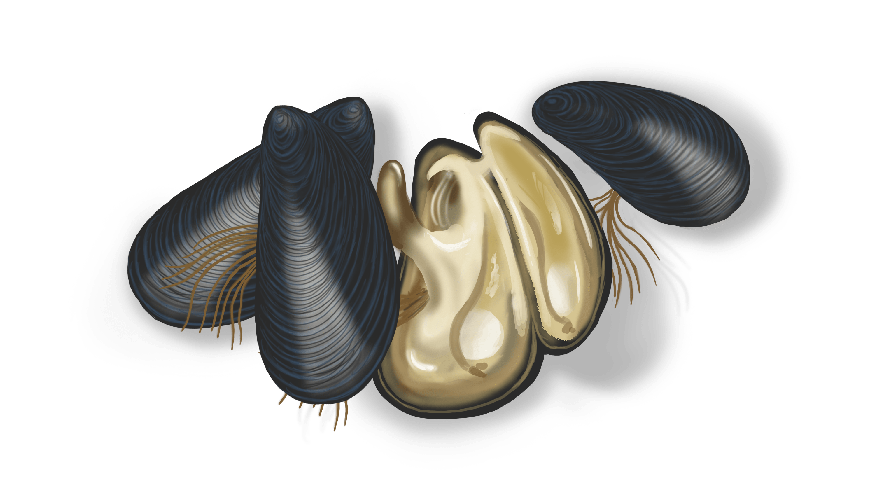 Illustration couleur de trois moules fermées et une ouverte.