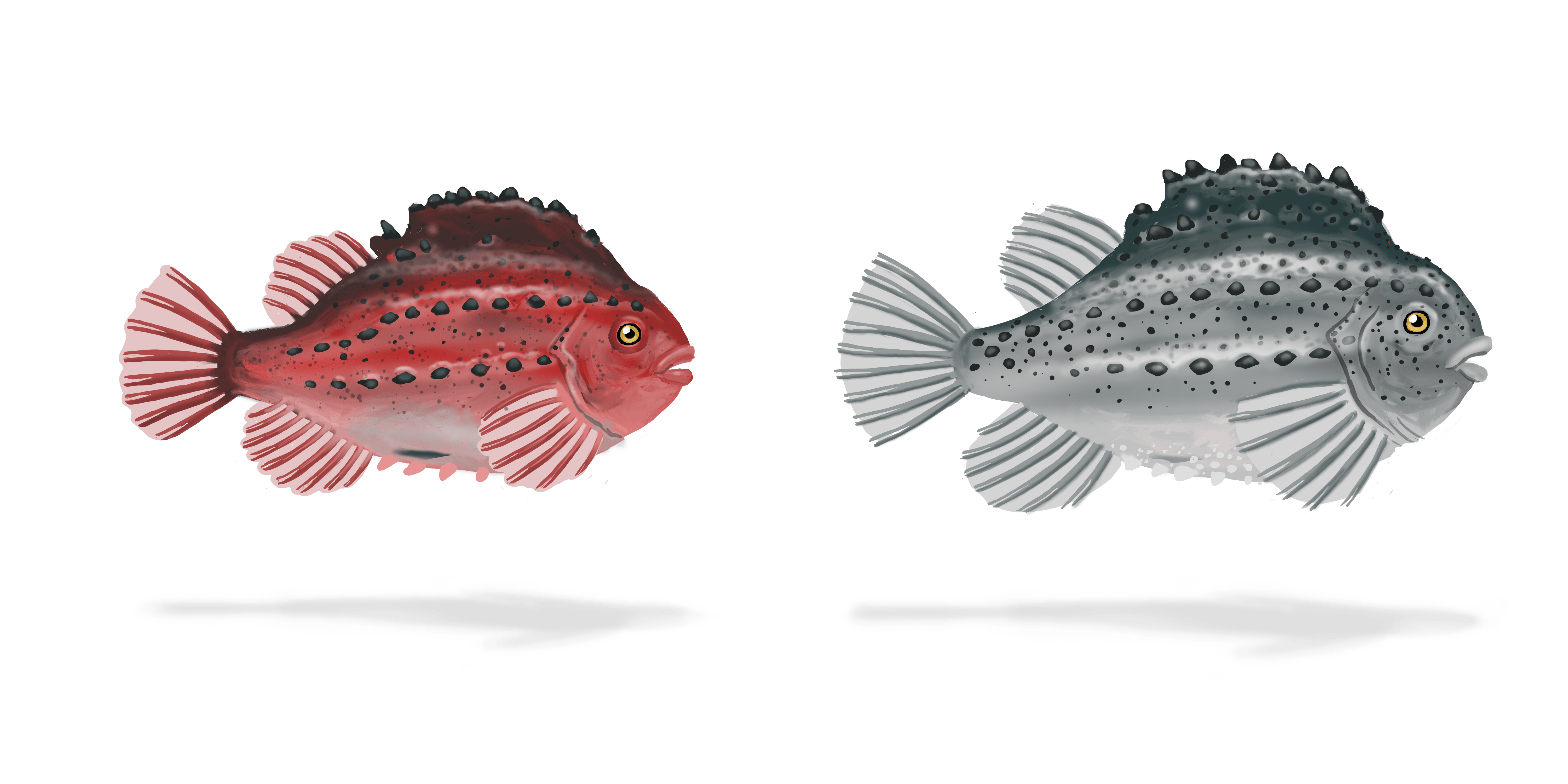 Illustration couleur de deux poules de mer