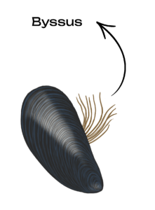 Illustration d'une moule fermée avec des filaments qui ressortent et une flèche indiquant byssus.