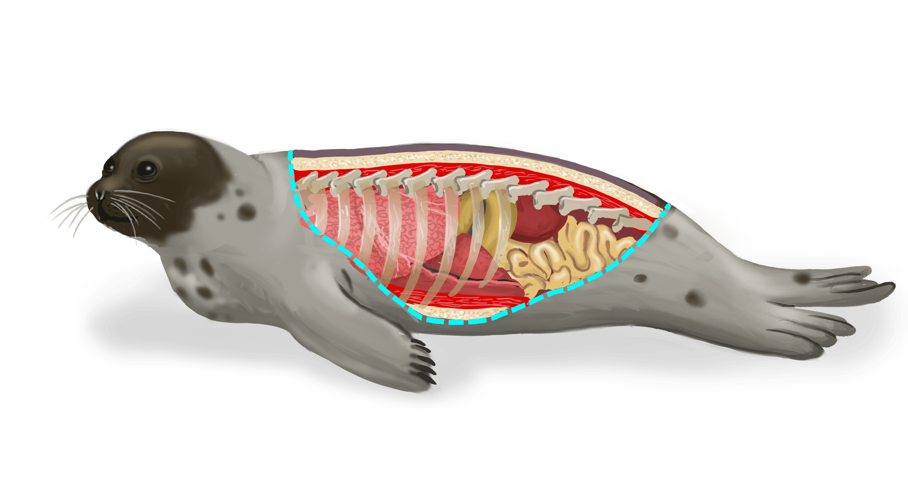 Illustration couleur d'un phoque du Groenland. Son flanc est ouvert et laisse transparaitre schématique ses organes internes.
