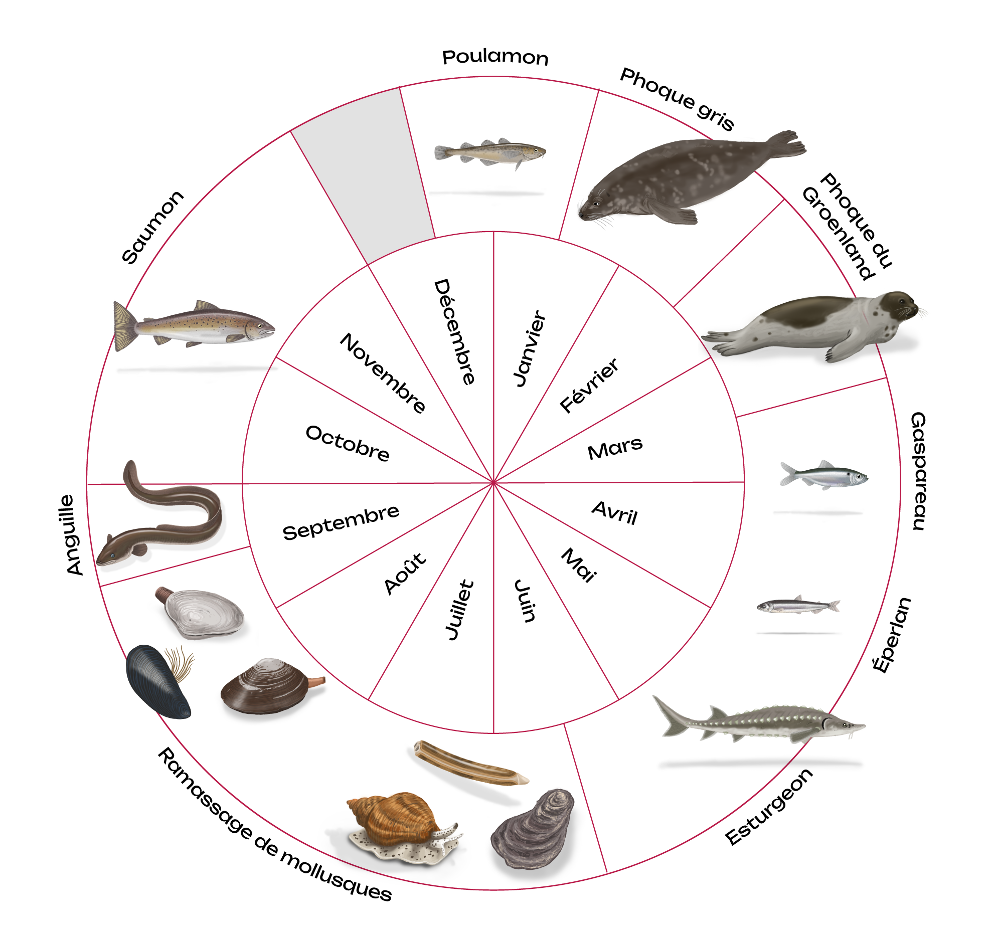 Calendrier de saisonnalité Mi’gmaq pour les activités de pêche, de cueillette et de chasse. Pour une description détaillée, accède au texte alternatif détaillé en dessous de cette image.