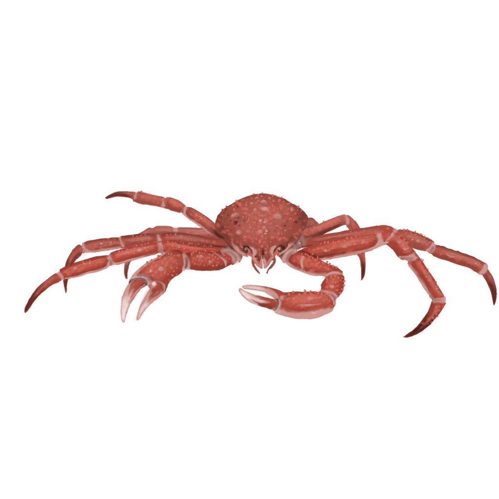 Illustration couleur d'un crabe araignée.