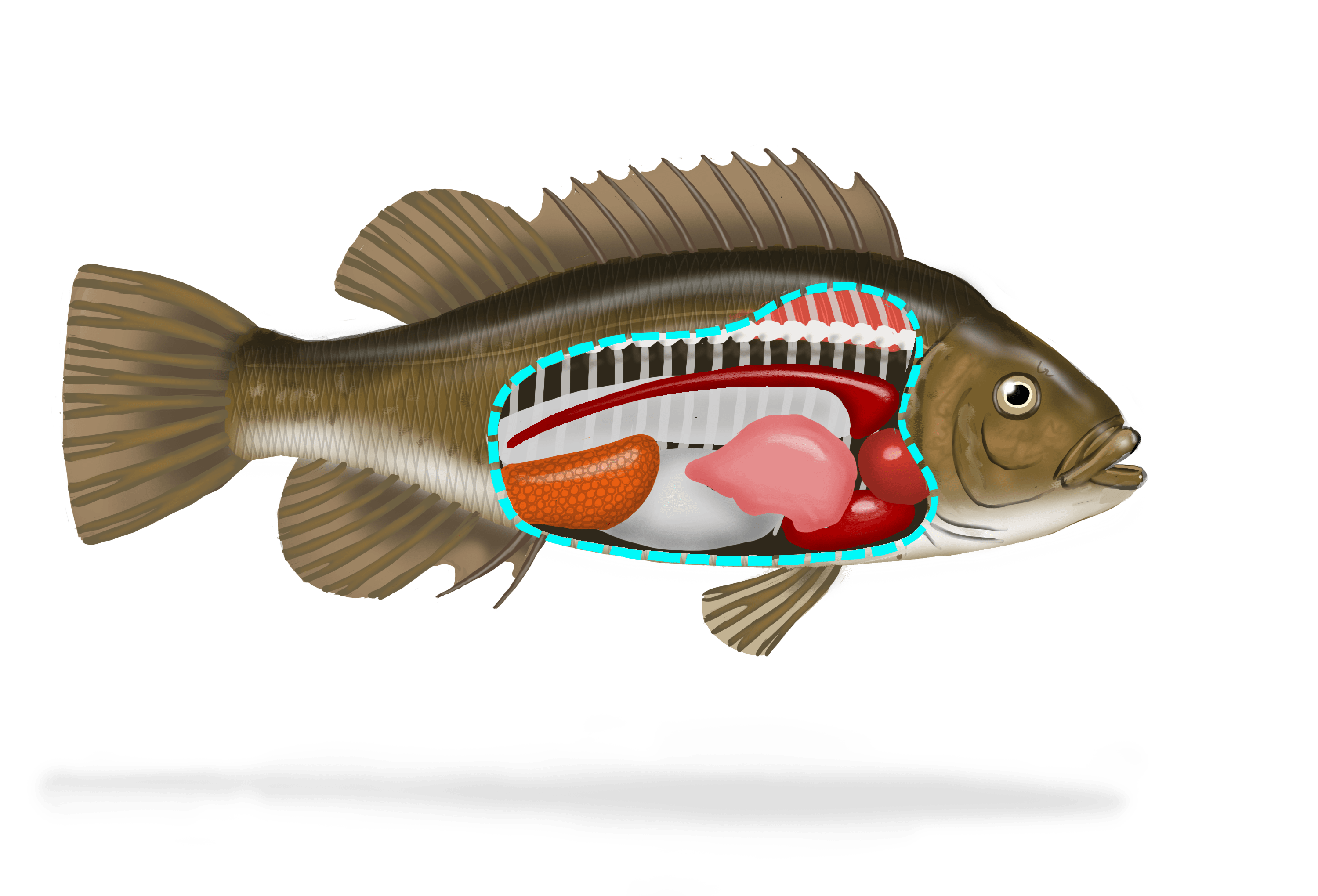 Illustration couleur d'un poisson. Une partie de son flanc est ouvert et laisse transparaître ses organes internes.