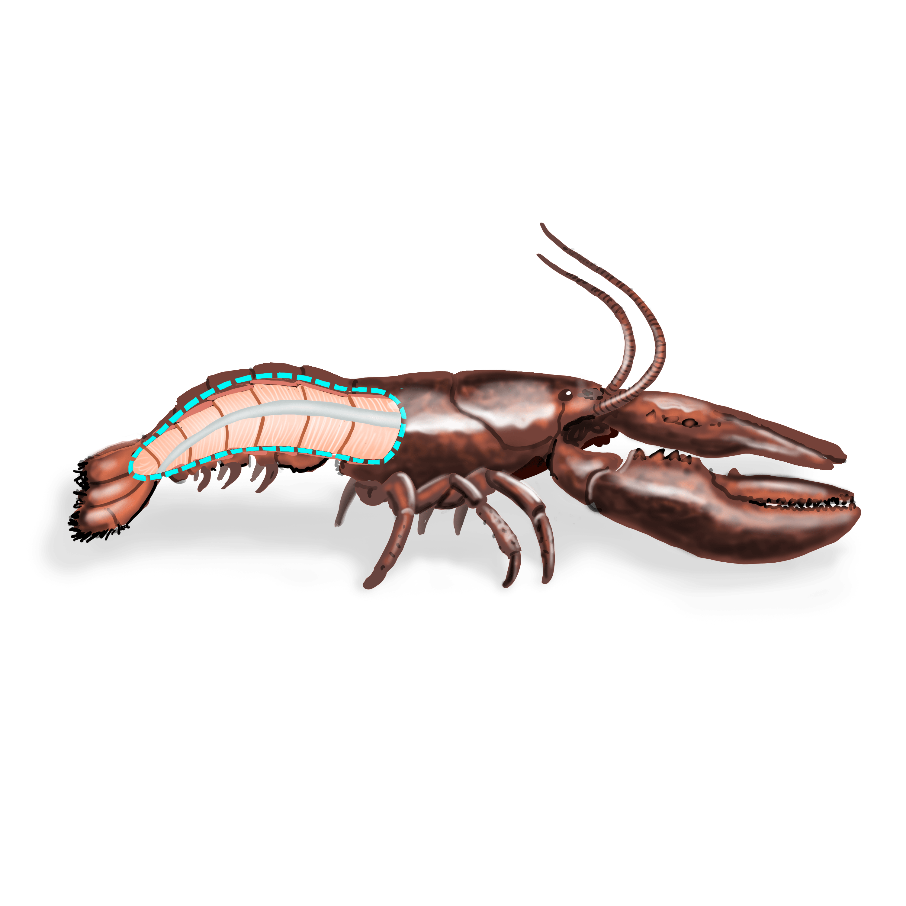 Illustration couleur d'un homard américain. Sa carapace laisse transparaître de manière schématique la chair.