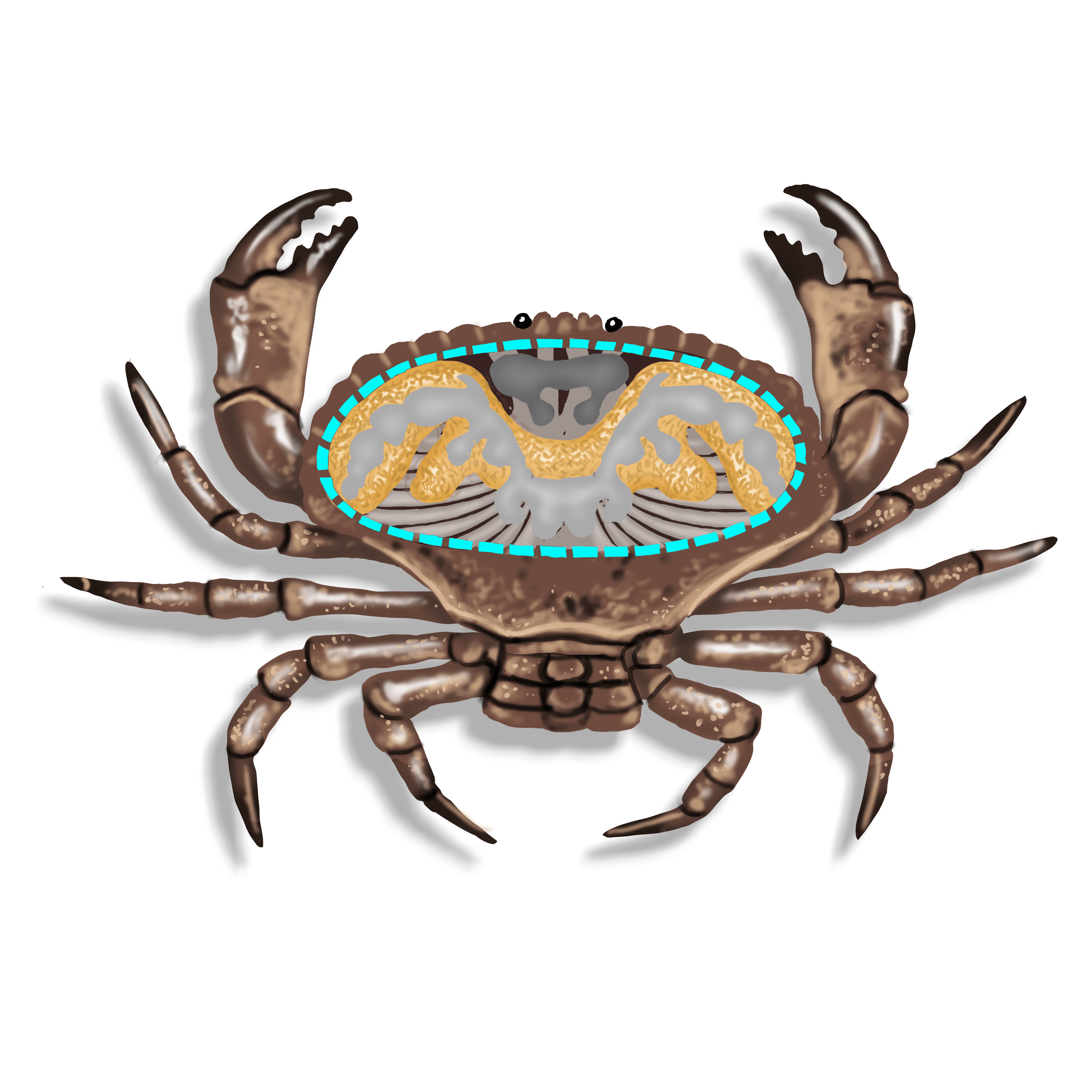 Illustration couleur d'un crabe commun. Sa carapace laisse transparaître de manière schématique ses organes internes.