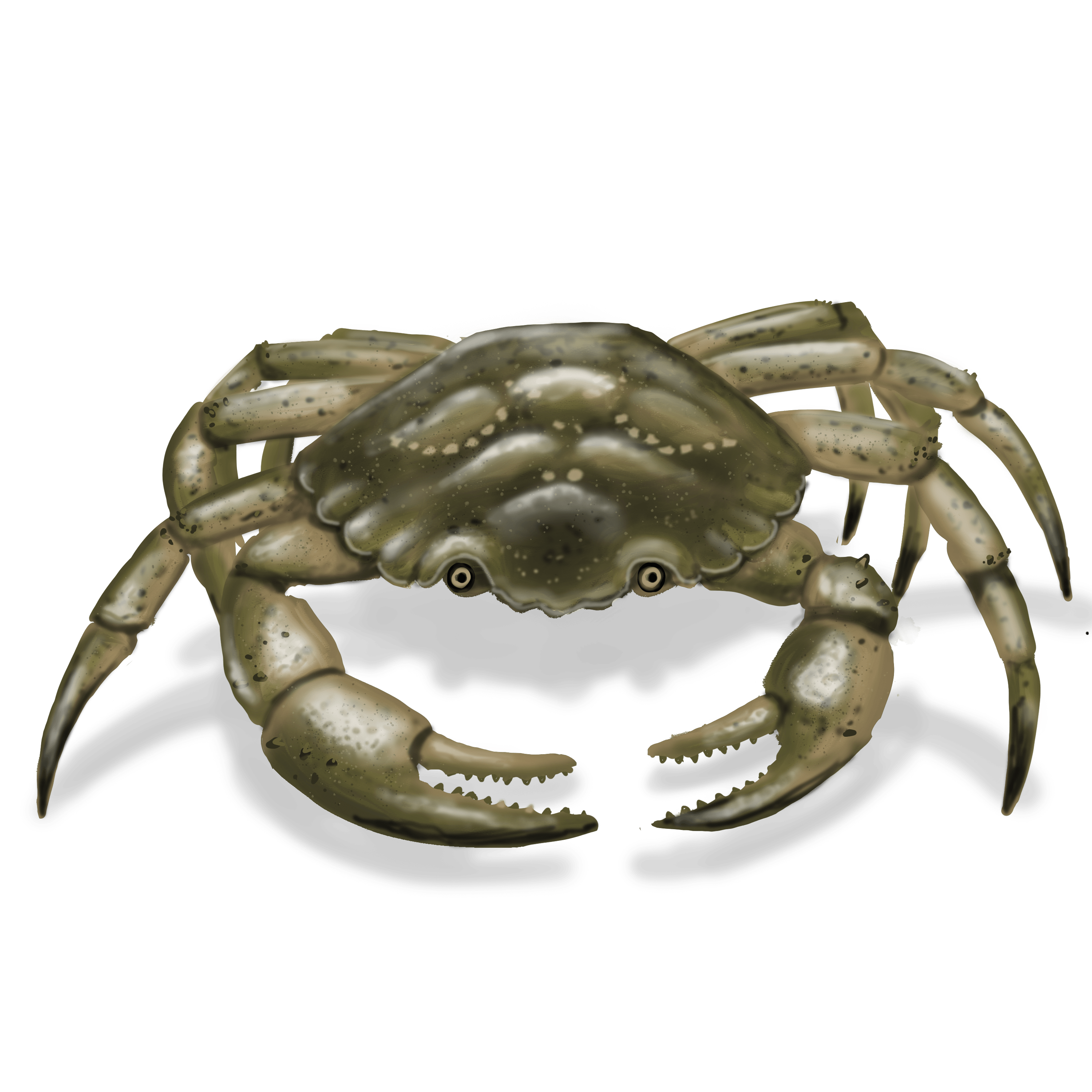 Illustration couleur d'un crabe vert.