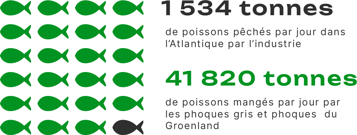 Un poisson noir représentant 1534 tonnes de poissons pêchés par jour dans l'Atlantique par l'industrie et 23 poissons verts représentant 41820 tonnes de poissons mangés par jour pas les phoques gris et phoques du Groenland.