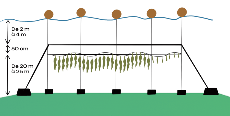 Illustration couleur d'une filière d'algues déployées sous l'eau.