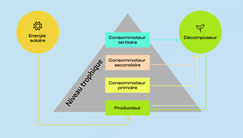 Pyramide représentant les types de consommateur dans un réseau trophique. Pour une description détaillée, accède au texte alternatif détaillé en dessous de cette image.