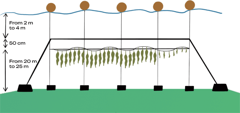 Colour illustration of a seaweed rope deployed underwater.