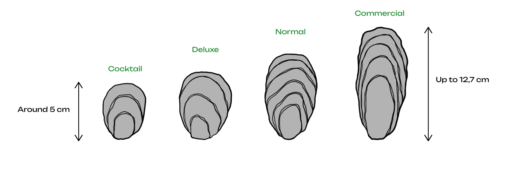 Illustration of different-sized oysters. An arrow next to the smallest indicates about 5 cm; another next to the largest indicates up to 12.7 cm. Above each oyster is a label indicating from the smallest to largest oyster: cocktail, deluxe, normal, commercial.